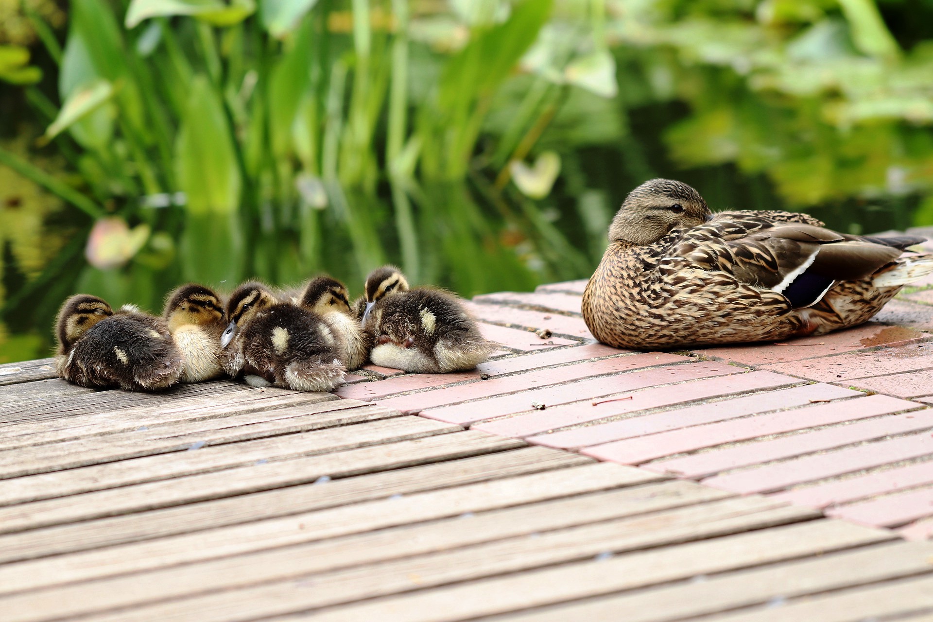 Einschlaflied Der Tiere Meine Kinderlieder