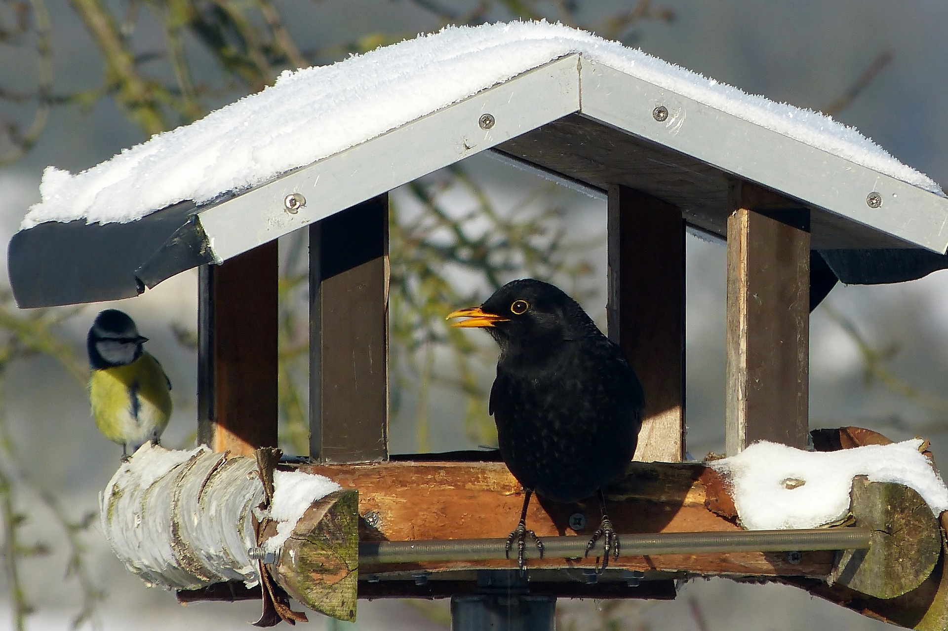 Vogelhaus Vögel füttern